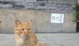 聋哑人网红猫吃瓜,萌态可掬引网友热议