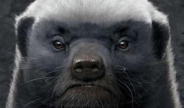 低调爆料平头哥视频,视频曝光真实一面