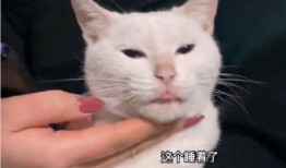 猫咪爆料视频大全集免费观看,免费观看视频全集，笑料连连！