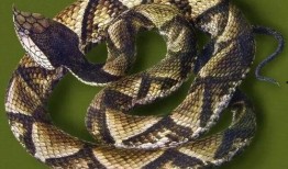 水族毒蛇爆料图视频,惊悚爆料图视频背后的真相