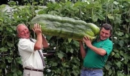 吃瓜骂农村人的网红叫什么,揭秘其背后真相