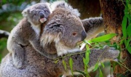 娱乐吃瓜酱考拉,揭秘娱乐圈那些不为人知的幕后故事