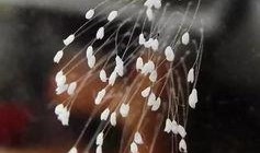 优艳之花在线观看,一场视觉盛宴的在线观影之旅