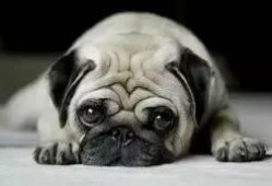 巴哥最新爆料新闻联播,新闻联播最新爆料背后的故事