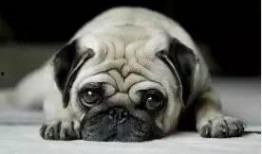 巴哥最新爆料新闻联播,新闻联播最新爆料背后的故事